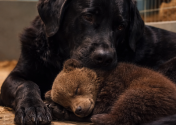 «Они сказали: “Это ошибка”… Но камера показала то, чего никто не ожидал»
