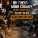 «ОН ПНУЛ МОЮ СОБАКУ И СКАЗАЛ: “УСЫПИ ЭТУ ТВАРЬ”. Через полгода он стоял босиком у закрытого павильона… и не понимал, как потерял ВСЁ»